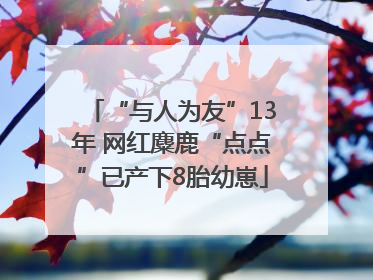 “与人为友”13年 网红麋鹿“点点”已产下8胎幼崽