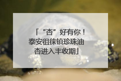 “杏”好有你！泰安徂徕镇珍珠油杏进入丰收期