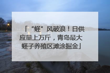 “蛏”风破浪！日供应量上万斤，青岛最大蛏子养殖区滩涂掘金