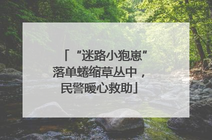 “迷路小狍崽”落单蜷缩草丛中，民警暖心救助
