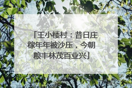 王小楼村：昔日庄稼年年被沙压，今朝粮丰林茂百业兴