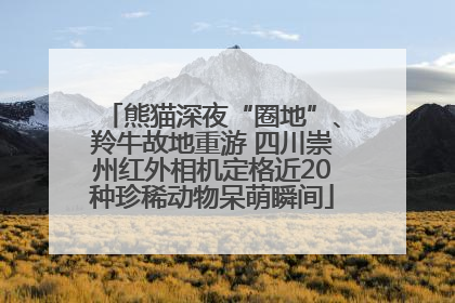 熊猫深夜“圈地”、羚牛故地重游 四川崇州红外相机定格近20种珍稀动物呆萌瞬间