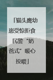 猫头鹰幼崽受惊拒食 民警“奶爸式”暖心投喂