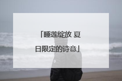睡莲绽放 夏日限定的诗意