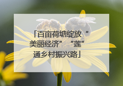 百亩荷塘绽放“美丽经济”“莲”通乡村振兴路
