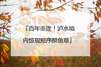 百年重逢！泸水境内惊现短序醉鱼草