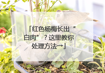 红色杨梅长出“白肉”？这里教你处理方法→