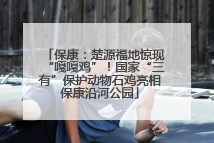 保康：楚源福地惊现“嘎嘎鸡”！国家“三有”保护动物石鸡亮相保康沿河公园