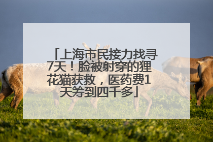 上海市民接力找寻7天！脸被射穿的狸花猫获救，医药费1天筹到四千多