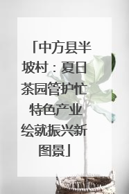 中方县半坡村：夏日茶园管护忙 特色产业绘就振兴新图景