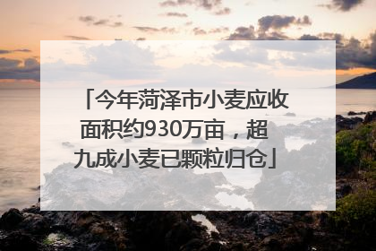 今年菏泽市小麦应收面积约930万亩，超九成小麦已颗粒归仓