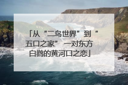 从“二鸟世界”到“五口之家” 一对东方白鹳的黄河口之恋