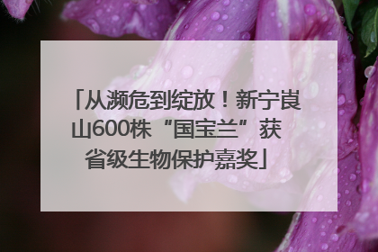 从濒危到绽放！新宁崀山600株“国宝兰”获省级生物保护嘉奖