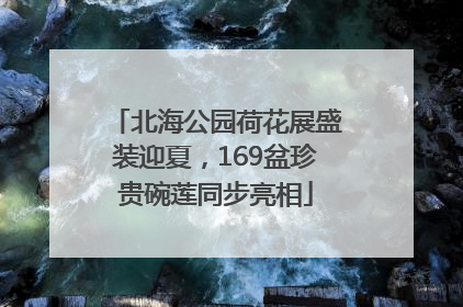 北海公园荷花展盛装迎夏，169盆珍贵碗莲同步亮相