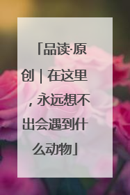 品读·原创｜在这里，永远想不出会遇到什么动物