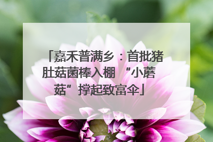 嘉禾普满乡：首批猪肚菇菌棒入棚 “小蘑菇”撑起致富伞