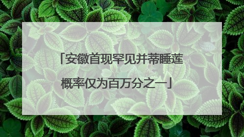安徽首现罕见并蒂睡莲 概率仅为百万分之一