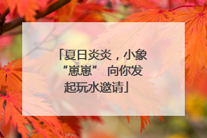 夏日炎炎，小象“崽崽” 向你发起玩水邀请