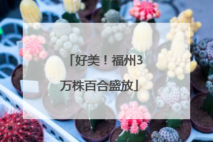 好美！福州3万株百合盛放