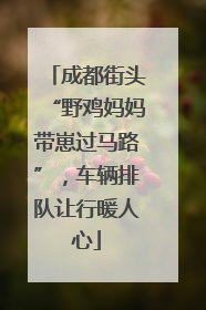 成都街头“野鸡妈妈带崽过马路”，车辆排队让行暖人心