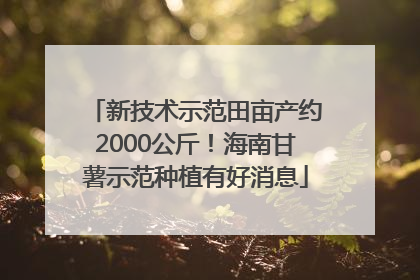 新技术示范田亩产约2000公斤！海南甘薯示范种植有好消息