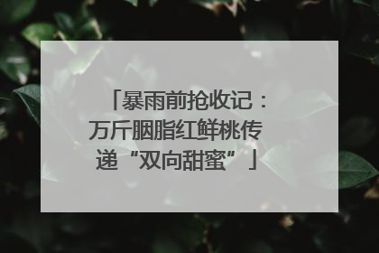 暴雨前抢收记：万斤胭脂红鲜桃传递“双向甜蜜”