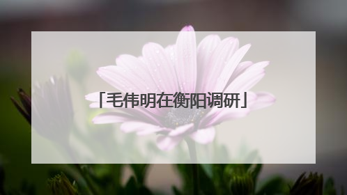 毛伟明在衡阳调研