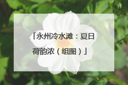 永州冷水滩：夏日荷韵浓（组图）