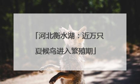 河北衡水湖：近万只夏候鸟进入繁殖期