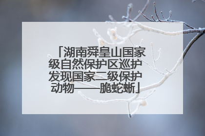 湖南舜皇山国家级自然保护区巡护发现国家二级保护动物——脆蛇蜥