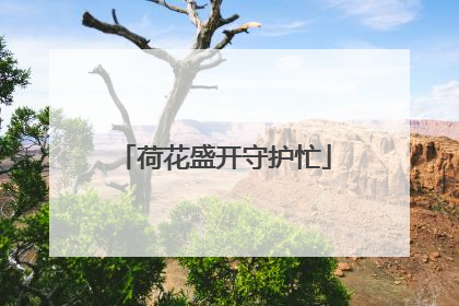 荷花盛开守护忙