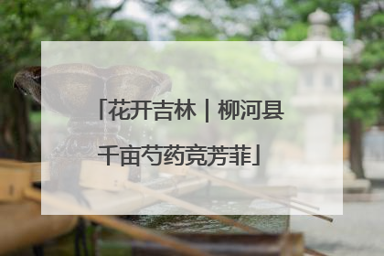 花开吉林｜柳河县千亩芍药竞芳菲