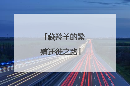 藏羚羊的繁殖迁徙之路