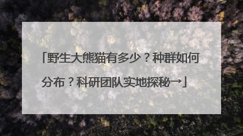 野生大熊猫有多少？种群如何分布？科研团队实地探秘→