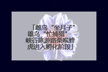 雌鸟“坐月子”雄鸟“忙捕猎” 峡谷旅游路栗喉蜂虎进入孵化阶段
