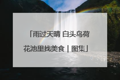 雨过天晴 白头鸟荷花池里找美食｜图集