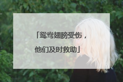 鸳鸯翅膀受伤，他们及时救助