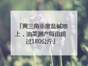 黄三角重度盐碱地上，油菜测产每亩超过180公斤