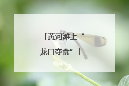 黄河滩上“龙口夺食”