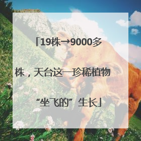 19株→9000多株，天台这一珍稀植物“坐飞的”生长